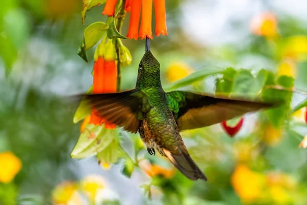 Beija Flor Trochilidae Gemas Voadoras Equador Costa Rica Panamá — Fotografia de Stock