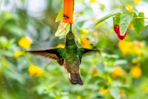 Kolibrie Trochilidae Vliegende Edelstenen Ecuador Costa Rica Panama — Stockfoto