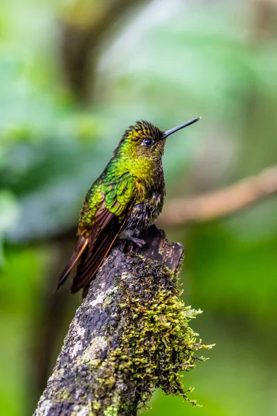 Kolibri Trochilidae Repülő Drágakövek Ecuador Costa Rica Panama — Stock Fotó