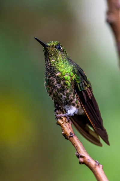 Колибри Trochilidae Летающие Драгоценные Камни Ecuador Costa Rica Panama — стоковое фото