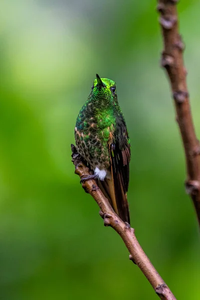 Kolibrie Trochilidae Vliegende Edelstenen Ecuador Costa Rica Panama — Stockfoto
