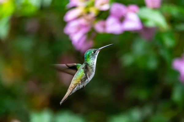 Koliber Trochilidae Klejnoty Latające Ecuador Costa Rica Panama — Zdjęcie stockowe