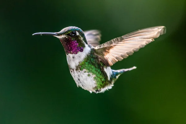 Κολιμπρί Trochilidae Πετώντας Πολύτιμοι Λίθοι Ecuador Costa Rica Panama — Φωτογραφία Αρχείου