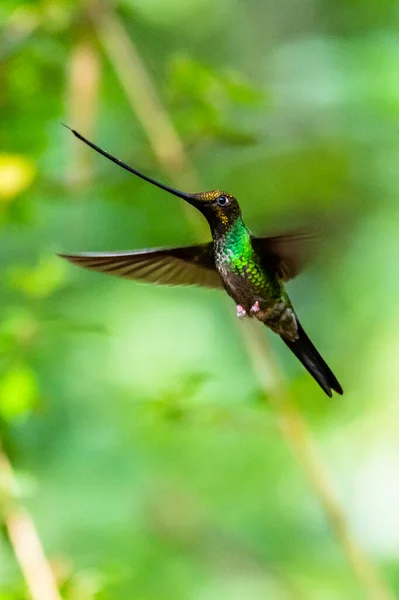 Koliber Trochilidae Klejnoty Latające Ecuador Costa Rica Panama — Zdjęcie stockowe