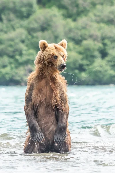 堪察加半岛的棕熊 Ursus Arctos Berπanus 统治着整个风景 — 图库照片