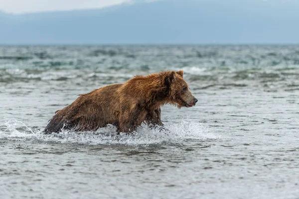 Réglant Paysage Les Ours Bruns Kamchatka Ursus Arctos Beringianus — Photo