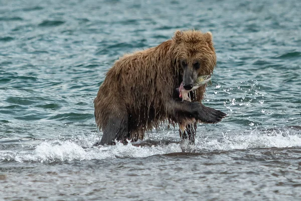 Die Braunbären Von Kamtschatka Ursus Arctos Beringianus Beherrschen Die Landschaft — Stockfoto