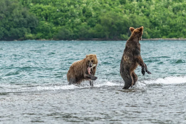 堪察加半岛的棕熊 Ursus Arctos Berπanus 统治着整个风景 — 图库照片