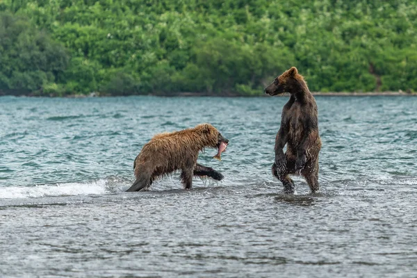 堪察加半岛的棕熊 Ursus Arctos Berπanus 统治着整个风景 — 图库照片