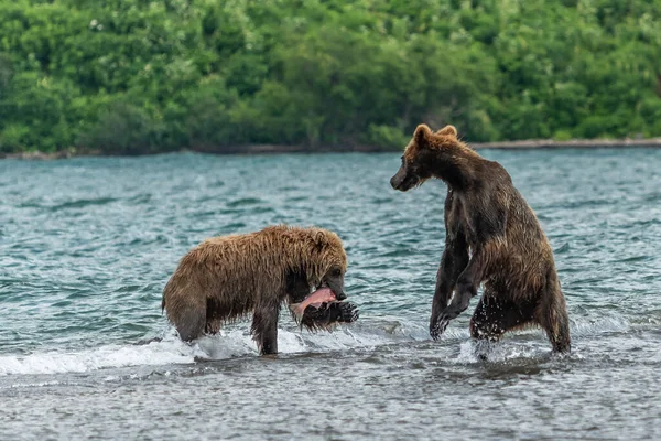 Réglant Paysage Les Ours Bruns Kamchatka Ursus Arctos Beringianus — Photo