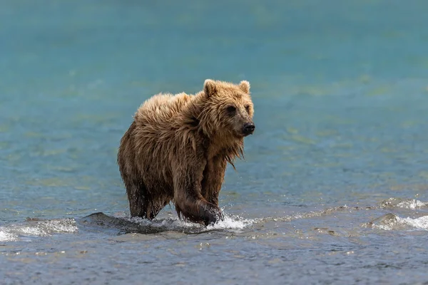 Conducând Peisajul Urşii Bruni Din Kamchatka Ursus Arctos Beringianus — Fotografie, imagine de stoc