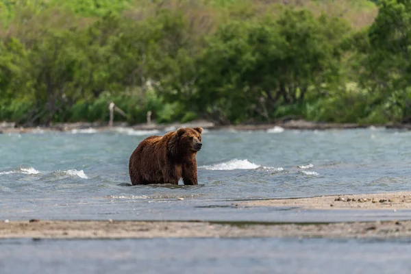 Gobernando Paisaje Osos Pardos Kamchatka Ursus Arctos Beringianus — Foto de Stock