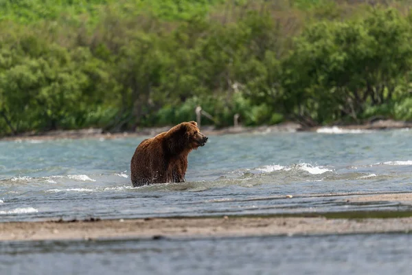 堪察加半岛的棕熊 Ursus Arctos Berπanus 统治着整个风景 — 图库照片