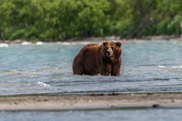 堪察加半岛的棕熊 Ursus Arctos Berπanus 统治着整个风景 — 图库照片