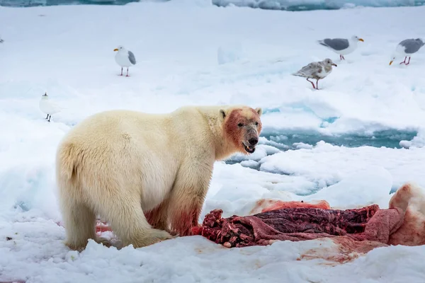 Jegesmedve Ursus Maritimus Spitsbergen Északi Óceán — Stock Fotó