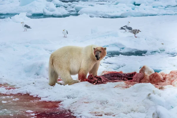 北极熊 Ursus Maritimus 斯匹次卑尔根北海 — 图库照片