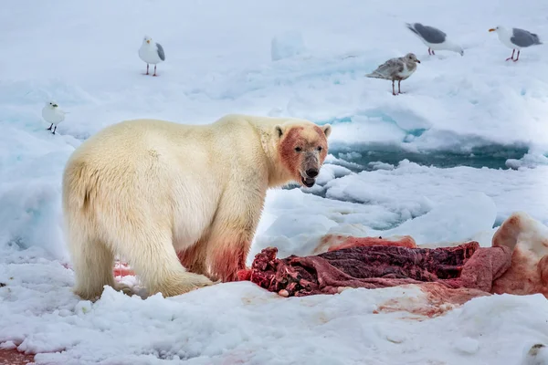 Jegesmedve Ursus Maritimus Spitsbergen Északi Óceán — Stock Fotó