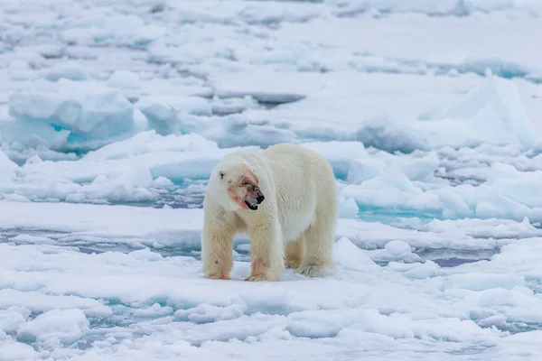 北极熊 Ursus Maritimus 斯匹次卑尔根北海 — 图库照片