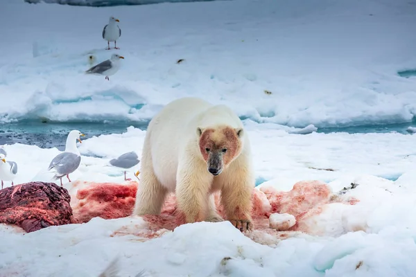 Jegesmedve Ursus Maritimus Spitsbergen Északi Óceán — Stock Fotó