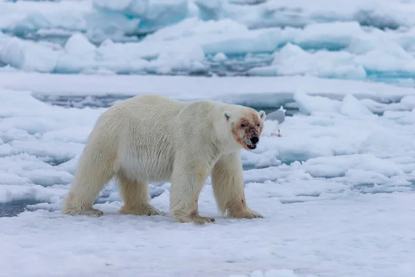 Urso Polar Ursus Maritimus Spitsbergen Oceano Norte — Fotografia de Stock