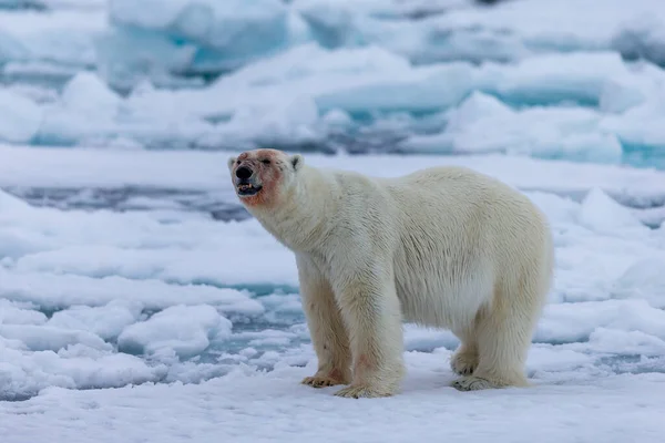 Jegesmedve Ursus Maritimus Spitsbergen Északi Óceán — Stock Fotó