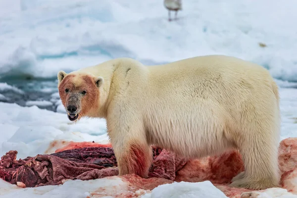 Ijsbeer Ursus Maritimus Spitsbergen Noordzee — Stockfoto