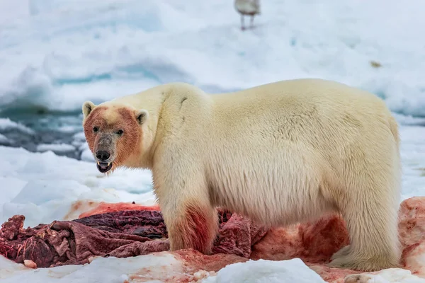 Jegesmedve Ursus Maritimus Spitsbergen Északi Óceán — Stock Fotó