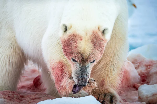 Orso Polare Ursus Maritimus Spitsbergen Oceano Settentrionale — Foto Stock