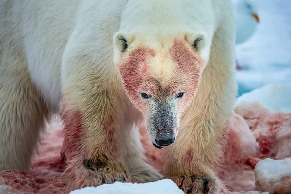 Jegesmedve Ursus Maritimus Spitsbergen Északi Óceán — Stock Fotó