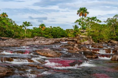 Kolombiya 'daki gökkuşağı nehri ya da beş renk nehri en güzel doğa yerlerinden biridir, adı Kristal Kanyon' dur.