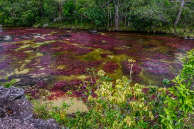 Kolombiya 'daki gökkuşağı nehri ya da beş renk nehri en güzel doğa yerlerinden biridir, adı Kristal Kanyon' dur.