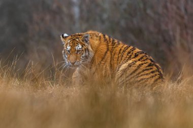 Sibirya Kaplanı kaçıyor. Bu görkemli hayvanın güzel, dinamik ve güçlü fotoğrafı. Bu inanılmaz hayvan için tipik bir ortam. Ağaçlar ve çayırlar