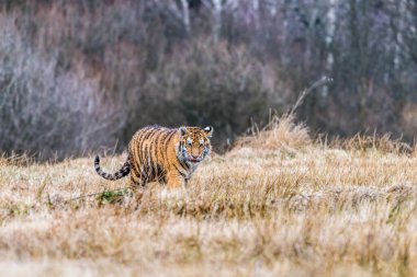 Sibirya Kaplanı kaçıyor. Bu görkemli hayvanın güzel, dinamik ve güçlü fotoğrafı. Bu inanılmaz hayvan için tipik bir ortam. Ağaçlar ve çayırlar