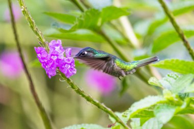 Sinekkuşu (Trochilidae) Uçan Mücevherler Ekvator costa rica panama