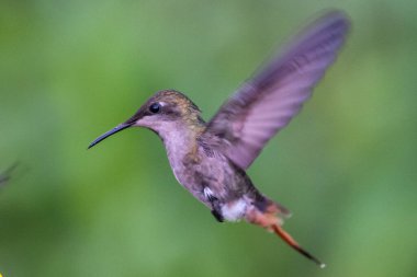 Sinekkuşu (Trochilidae) Uçan Mücevherler Ekvator costa rica panama
