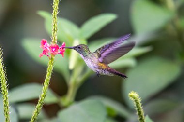Sinekkuşu (Trochilidae) Uçan Mücevherler Ekvator costa rica panama