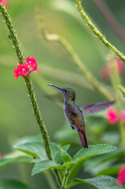 Sinekkuşu (Trochilidae) Uçan Mücevherler Ekvator costa rica panama