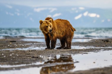 Topraklara hükmeden Kamçatka 'nın kahverengi ayıları (Ursus arctos beringianus)