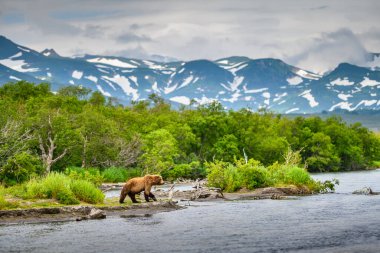 Topraklara hükmeden Kamçatka 'nın kahverengi ayıları (Ursus arctos beringianus)