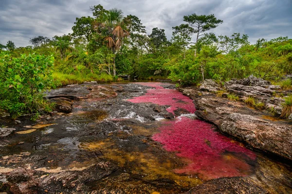 Rainbow River Five Colors River Colombia One Most Beautiful Nature — Stock Photo, Image