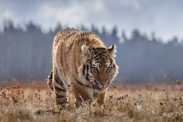 Siberische Tijger Vlucht Mooie Dynamische Krachtige Foto Van Dit Majestueuze — Stockfoto