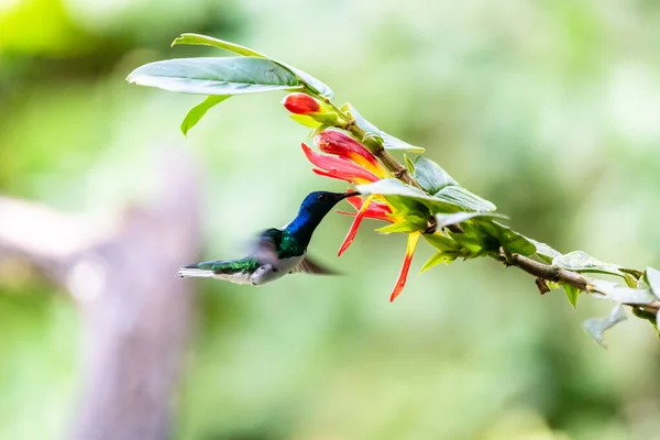 Beija Flor Trochilidae Gemas Voadoras Equador Costa Rica Panamá — Fotografia de Stock