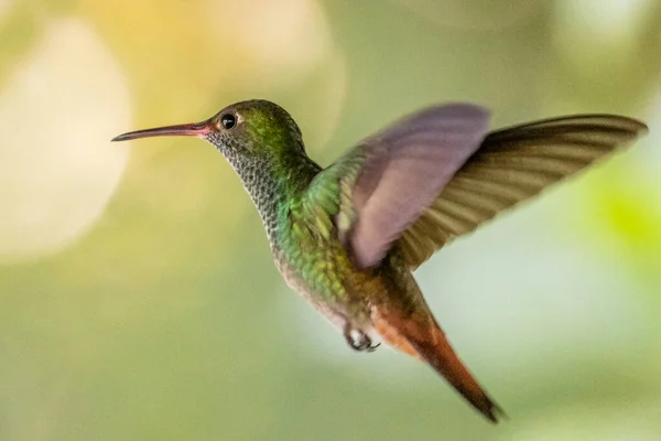 Hummingbird Trochilidae Flying Gems Ecuador Costa Rica Panama — Stock Photo, Image