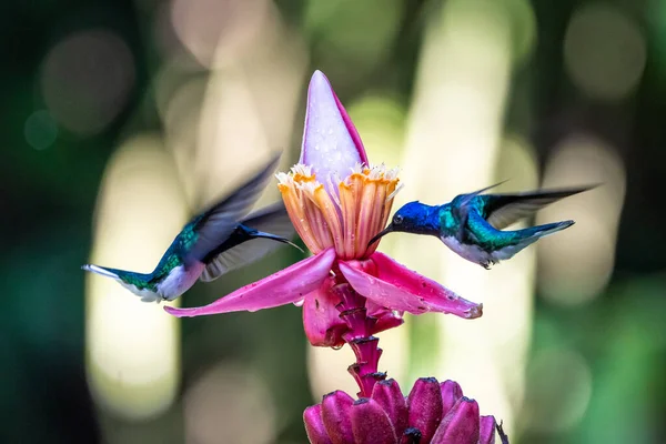 Hummingbird Trochilidae Flying Gems Ecuador Costa Rica Panama — Stock Photo, Image