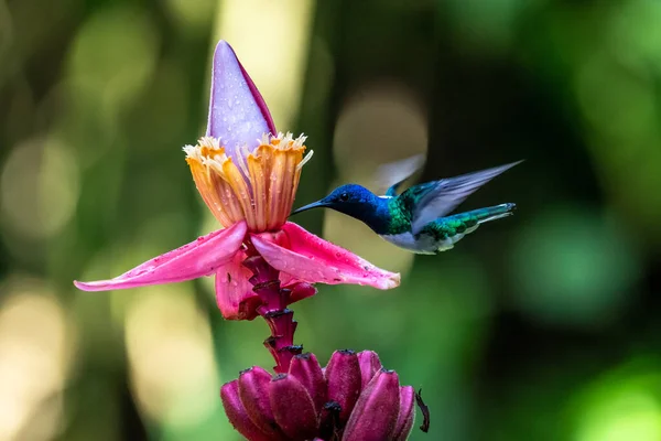 Trochilidae — 图库照片