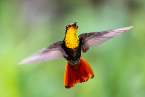 Колібрі Trochilidae Летючі Самоцвіти Ecuador Costa Rica Panama — стокове фото