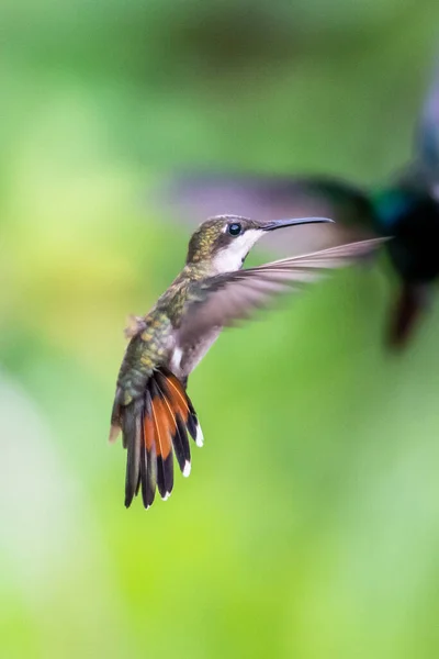 Κολιμπρί Trochilidae Πετώντας Πολύτιμοι Λίθοι Ecuador Costa Rica Panama — Φωτογραφία Αρχείου