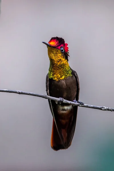 Beija Flor Trochilidae Gemas Voadoras Equador Costa Rica Panamá — Fotografia de Stock