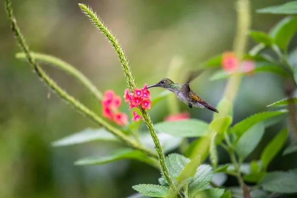 Koliber Trochilidae Klejnoty Latające Ecuador Costa Rica Panama — Zdjęcie stockowe