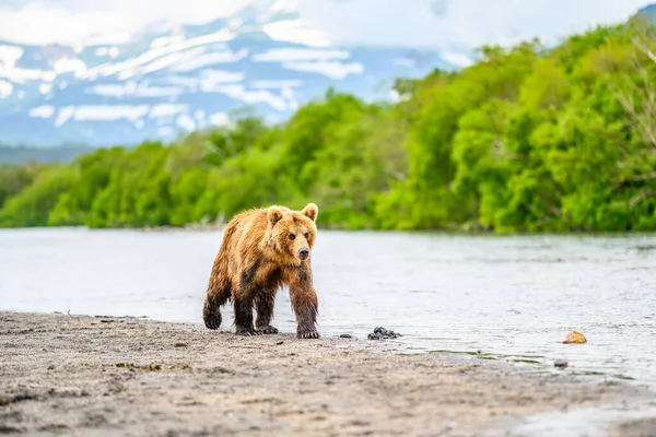 Gobernando Paisaje Osos Pardos Kamchatka Ursus Arctos Beringianus —  Fotos de Stock